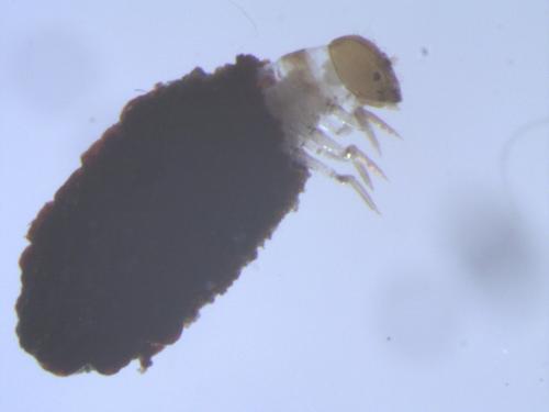 Réf. 244 008 : Cryptocephalinae inconnu